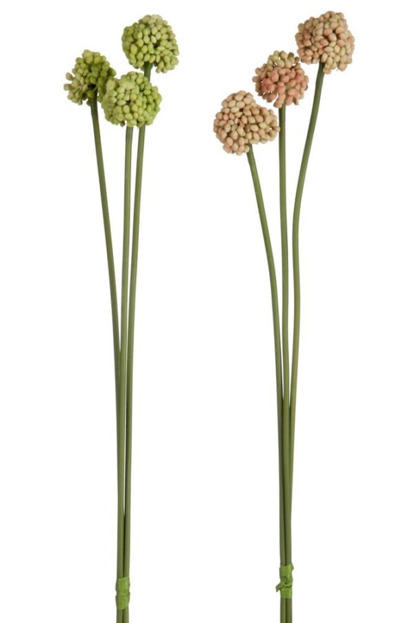 Fleur Dianthus