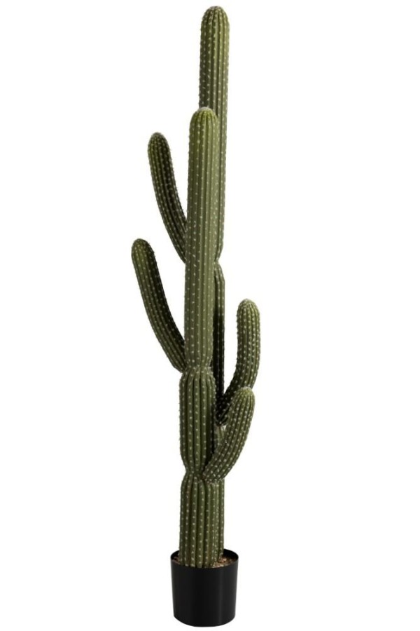 Cactus Majestueux