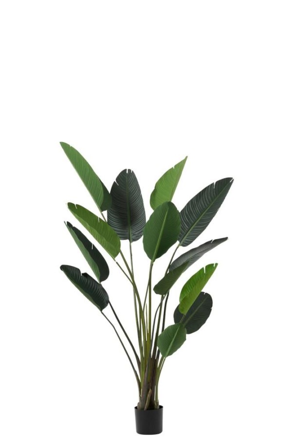 Plante Strelitzia