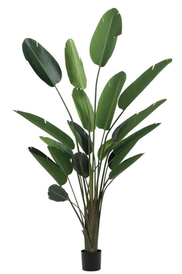 Plante Strelitzia
